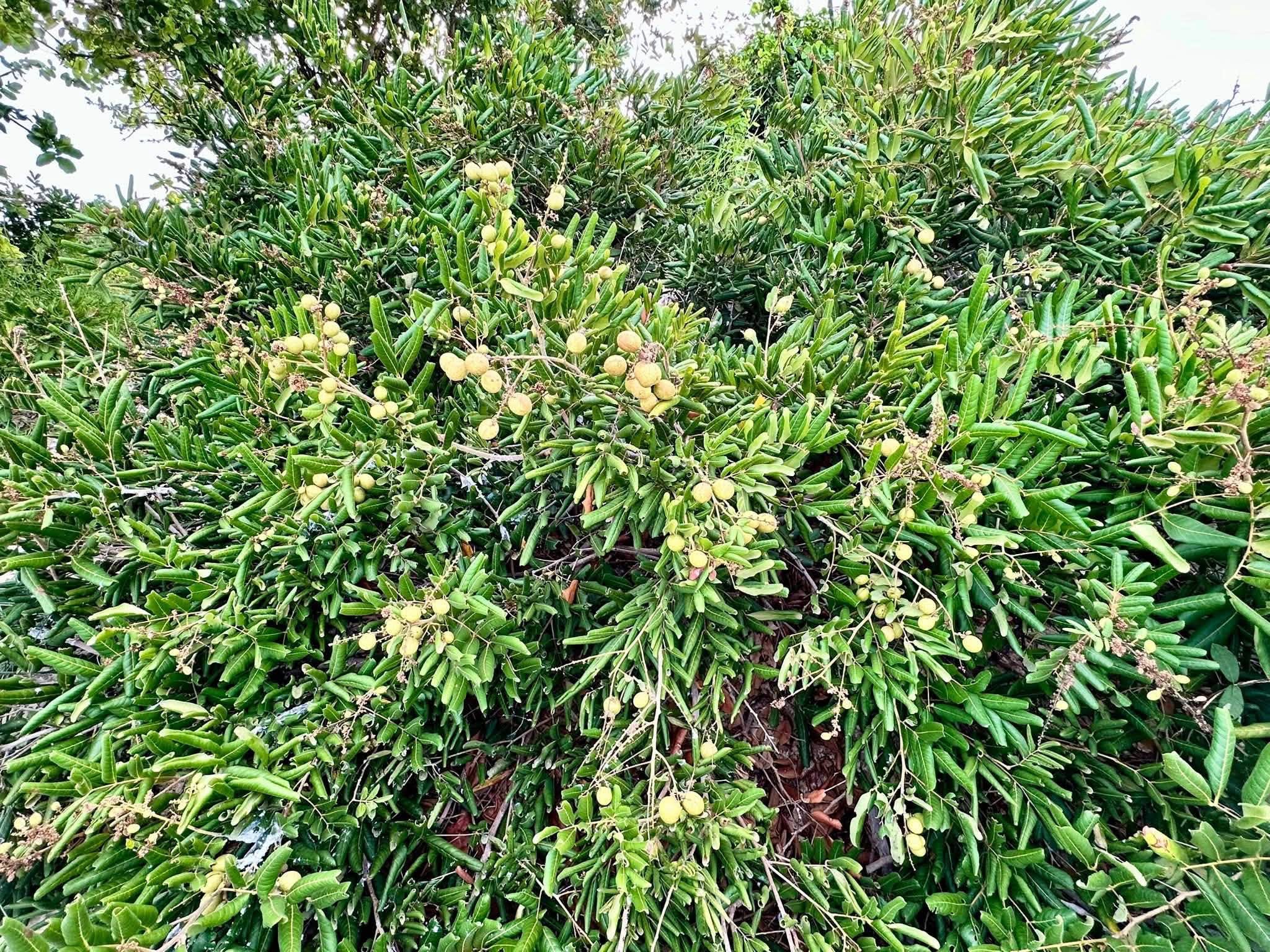 Nhãn rừng Mũi Né